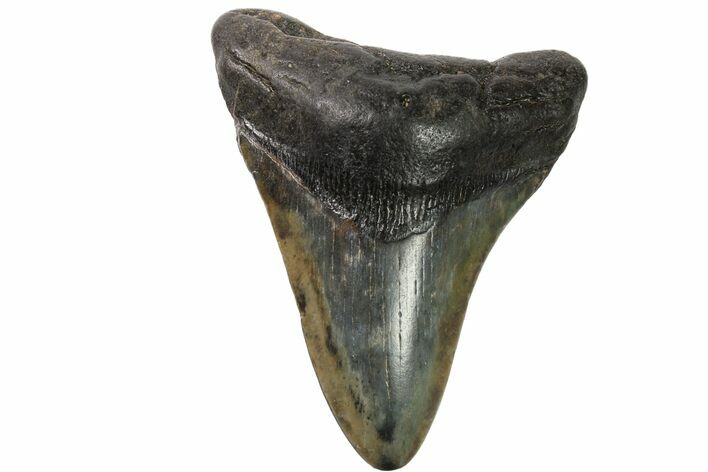 Fossil Megalodon Tooth - Georgia #151505